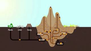 How Termites Enrich Ecosystems  HHMI BioInteractive Video [upl. by Arjun]