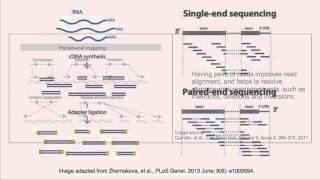 Pairedend vs singleend sequencing reads [upl. by Selway]