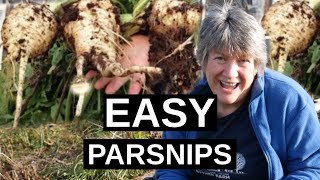 PARSNIPS How To Grow Parsnips  Winter Hardy Vegetable [upl. by Aggarwal]