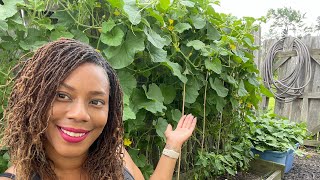 How I Grow Watermelon And Cantaloupe Up Trellis Small Raised Bed Gardening [upl. by Blancha]