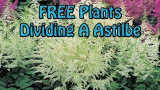 FREE Plants Dividing A Large Astilbe Flower Easy amp Quick [upl. by Ariamo]