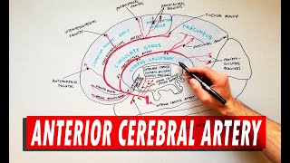 Anterior Cerebral Artery  Anatomy Tutorial [upl. by Philo]