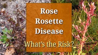 Rose Rosette Disease Witches Broom Virus [upl. by Aninay]