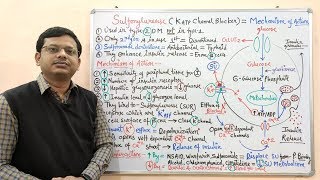 Diabetes Mellitus Part10 Mechanism of Action of Sulfonylurease  Antidiabetic Drugs  Diabetes [upl. by Elinor936]