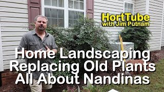 Home Landscaping  Replacing Old Plants  All About Nandinas [upl. by Adnilab]