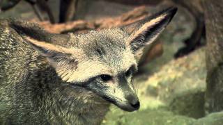 Bat Eared Fox Video UpdatedCincinnati Zoo [upl. by Alius]