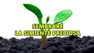 himno Sembraré la simiente preciosa pista con letra [upl. by Shuman364]