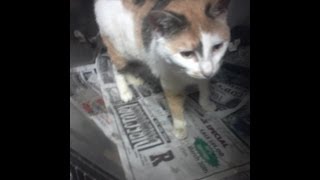 Tortured cat suffers physically while owner suffers emotionally [upl. by Ativad]