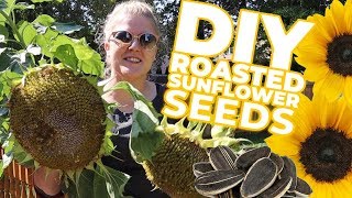 DIY Harvesting amp Roasting Sunflower Seeds 5 DIFFERENT FLAVORS [upl. by Adrial471]