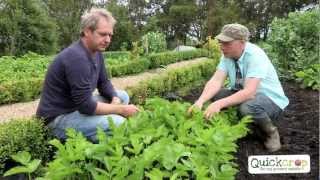 How to Grow Parsnips [upl. by Lirpa982]