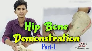 Hip bone anatomy in bangla  Parts features attachmentsrelations part1 [upl. by Lleinad156]