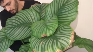 Calathea Orbifolia Repotting [upl. by Amble]