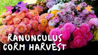 Harvesting Ranunculus Corms [upl. by Hajidahk485]