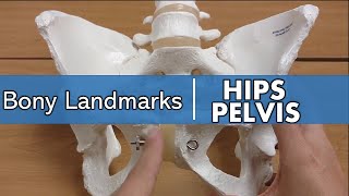 bony landmarks of the hips [upl. by Kalman]