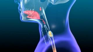 Anatomy amp Physiology of Swallowing  MBSImP Animations [upl. by Yrreg64]