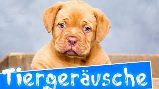 Tiergeräusche für kinder  35 echte Tiere  Deutsch [upl. by Brenner604]