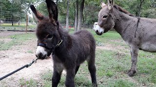 Halter Breaking Our Baby Miniature Donkey [upl. by Latoya]