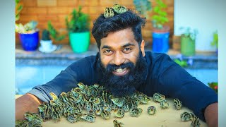 200 കാടകുഞ്ഞുങ്ങളെ വിരിയിച്ചപ്പോൾ  Haching 200 Quail Eggs At Home  M4 TECH [upl. by Schott]