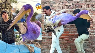 Mamu Ya Kesa Bird Pakar Kr La Aiy 😱 Zoo Mein [upl. by Dieball347]