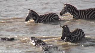 Crocodiles at the Mara river Crossing [upl. by Weibel]