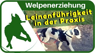 Welpenerziehung Welpen an der Leine ziehen abgewöhnen  Leinenführigkeit trainieren [upl. by Rehc]