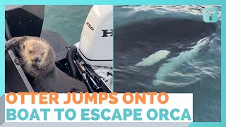 Otter Jumps Onto Boat Escaping Orca With Seconds To Spare [upl. by Airotciv]