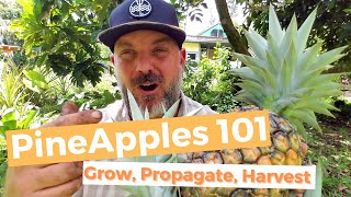 The Joy Of Growing Pineapples  How To Grow Pineapple Plants In Containers [upl. by Kus]