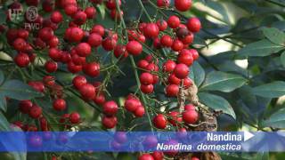 Nandina Nandina domestica [upl. by Schlesinger336]