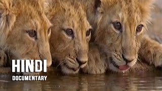 Gir Forest National Park  Wave Hindi Documentary [upl. by Deanne558]