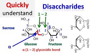 Disaccharide [upl. by Asselem330]