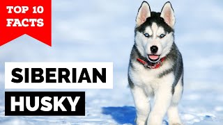 Siberian Husky  Top 10 Facts [upl. by Orimisac]