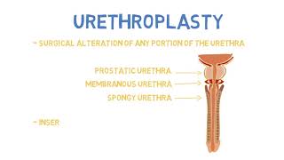 Urinary Diversions [upl. by Calvano]