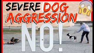 My Dog is Aggressive towards other dogs Help  Dog Training with Americas Canine Educator [upl. by Anirtak]