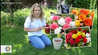 How to plant Begonias cormstubers  FarmerGracycouk [upl. by Kenny]