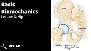 Biomechanics Lecture 8 Hip [upl. by Ushijima]