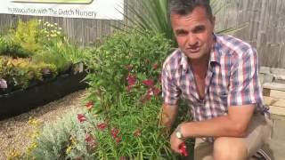 Antonys Gardening Tips  Penstemon [upl. by Kaitlyn125]