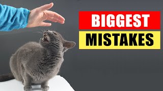 20 Common Mistakes Cat Owners Make [upl. by Dukie571]