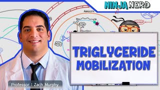 Metabolism  Mobilization of Triglycerides [upl. by Alurd48]