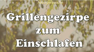 Grillengezirpe zum Einschlafen beruhigende Geräusche zum Einschlafen Naturgeräusche entspannen [upl. by Sandberg211]