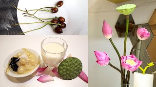 Grow lotus plant from seeds on container and cooking at home [upl. by Aivilys]