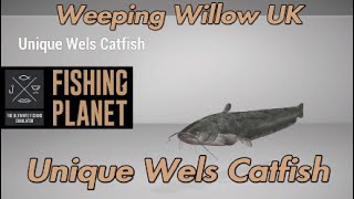 Unique Wels Catfish  Weeping Willow UK  Fishing Planet Guide [upl. by Jaynell]