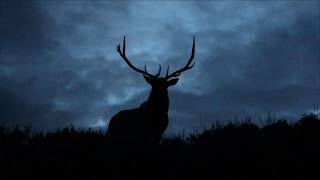 Bull Elk Bugling at Night in Yellowstone [upl. by Yeldnarb341]