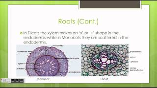 Monocots vs Dicots [upl. by Selassie]