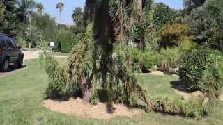 Sequoiadendron giganteum Pendulum [upl. by Amie]