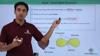 Class 11th – Seed – Dicot Seed Structure  Morphology of Flowering Plants  Tutorials Point [upl. by Chap]