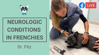 Most Common Neurological Conditions In French Bulldogs [upl. by Oilicec961]