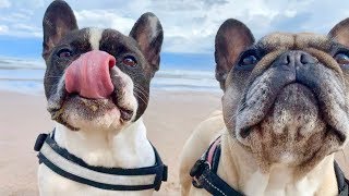 The Best French Bulldog Sounds [upl. by Eitsim]