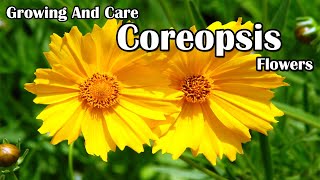 How To Grow and Care For Coreopsis Flowers [upl. by Nidorf]