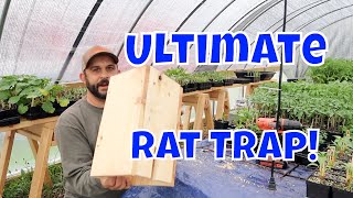 No More Rats Easy Homemade Rat Trap [upl. by Enneles]