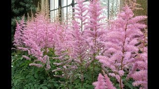 How to Grow Astilbe [upl. by Lyrred]